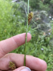 Carex luzulina