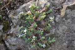 Sedum potosinum
