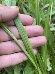Carex luzulina