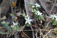 Sedum potosinum