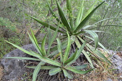 Agave univittata