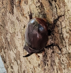 Oryctes nasicornis