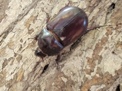 Oryctes nasicornis