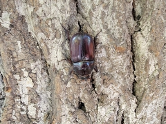Oryctes nasicornis
