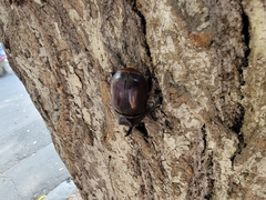 Oryctes nasicornis