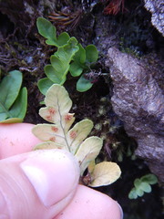 Polypodium amorphum