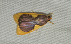 Prooedema inscisalis