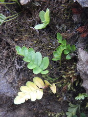 Polypodium amorphum