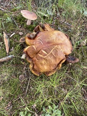 Phlebopus marginatus