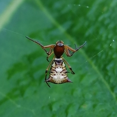 Micrathena acuta