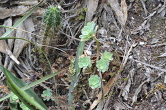 Sedum palmeri