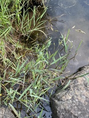 Torreyochloa pallida