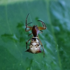 Micrathena acuta