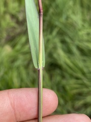 Torreyochloa pallida