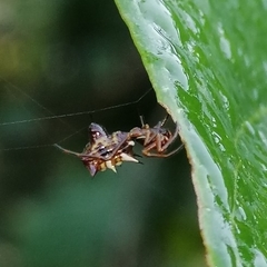 Micrathena acuta