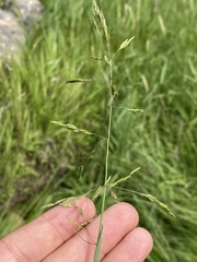 Torreyochloa pallida