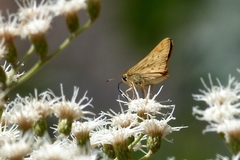 Hesperiinae