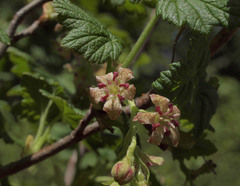 Ribes acerifolium