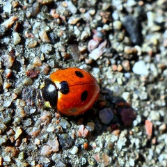 Coccinella septempunctata