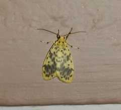 Miltochrista obsoleta