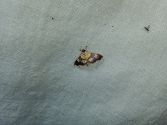 Aetholix flavibasalis