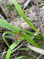 Opheltes glaucopterus