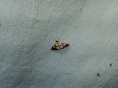 Aetholix flavibasalis