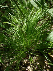 Carex montana