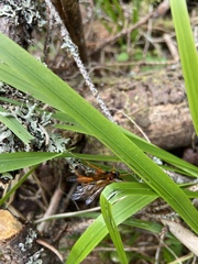 Opheltes glaucopterus