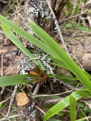 Opheltes glaucopterus