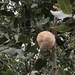 Andricus furnessulus - Photo (c) samanthaddgreen, algunos derechos reservados (CC BY-NC), subido por samanthaddgreen