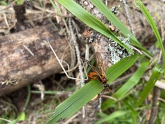 Opheltes glaucopterus