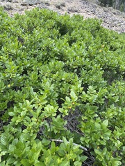 Rhamnus alnifolia