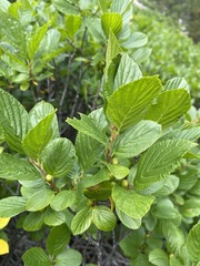 Rhamnus alnifolia