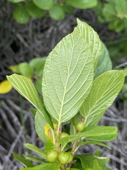 Rhamnus alnifolia