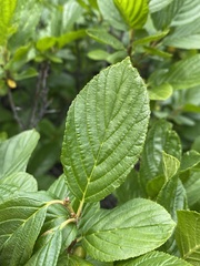 Rhamnus alnifolia