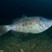 Scrawled Filefish - Photo (c) Dennis Rabeling, some rights reserved (CC BY-NC-ND), uploaded by Dennis Rabeling