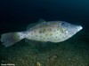 Scrawled Filefish - Photo (c) Dennis Rabeling, some rights reserved (CC BY-NC-ND), uploaded by Dennis Rabeling