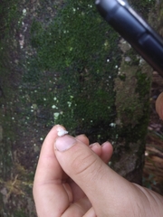 Coelostomidia