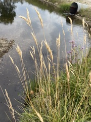 Danthonia intermedia