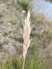 Danthonia intermedia