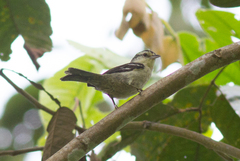 Double-Banded Graytail photo 2