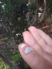 Coelostomidia