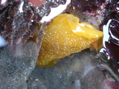 Doriopsilla albopunctata