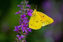 Colias eurytheme