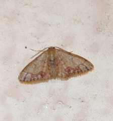 Idaea