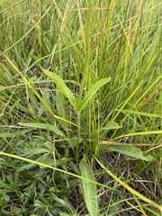 Penstemon attenuatus