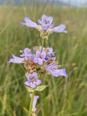 Penstemon attenuatus