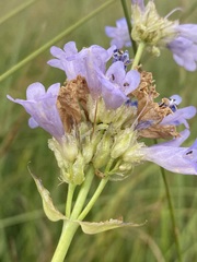 Penstemon attenuatus