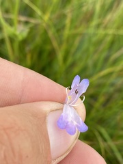 Penstemon attenuatus